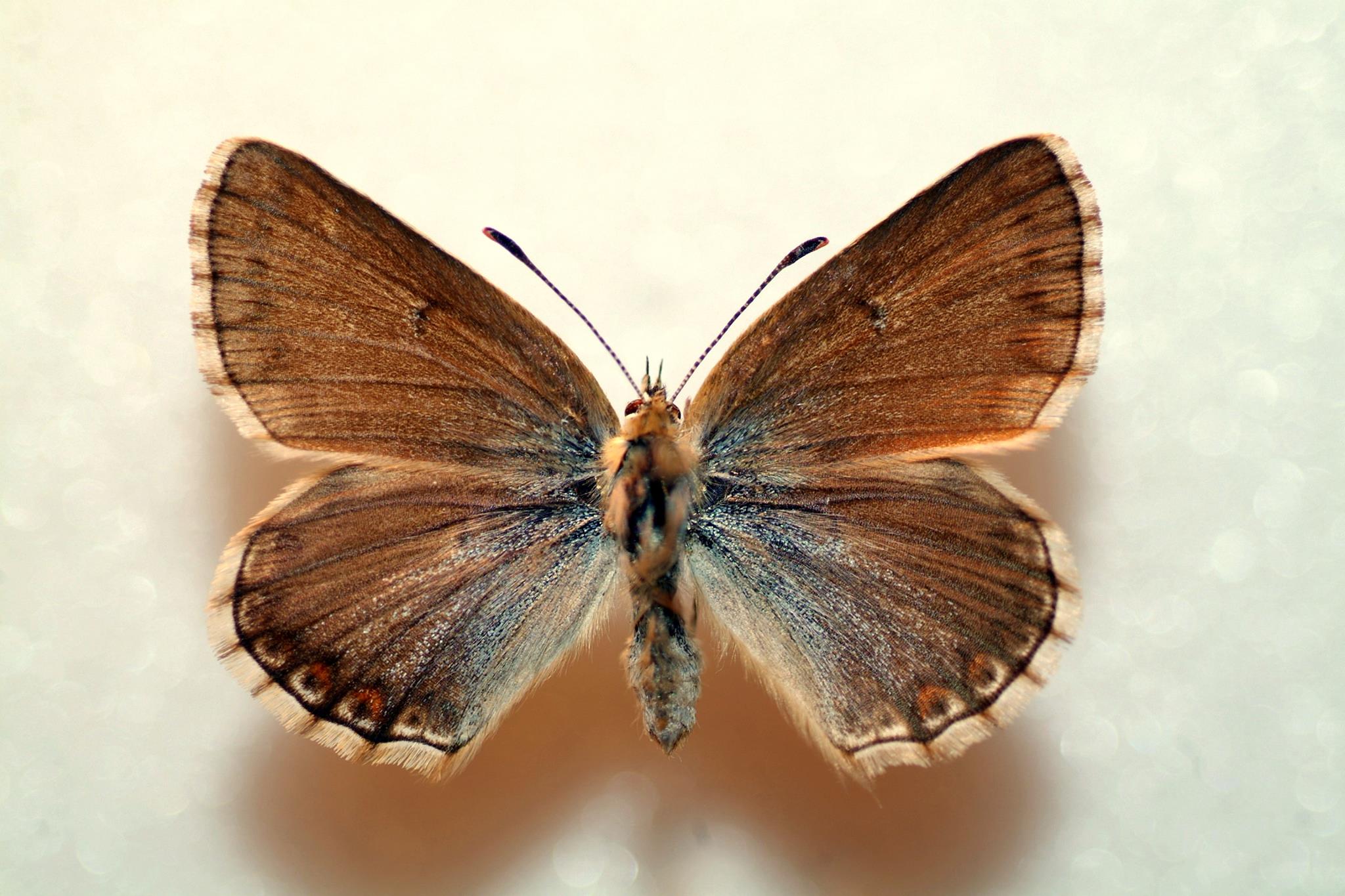 Polyommatus bellargus (verso, aberration) 2 (Internet Image property of respective owner, non-commercial use only)